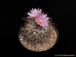 Turbinicarpus pseudomacrochele v. lausseri 1604